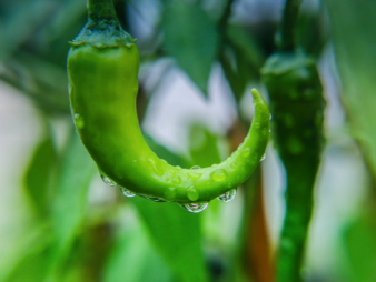 成都医院食堂蔬菜配送哪家专业 成都医院食堂蔬菜配送哪家专业